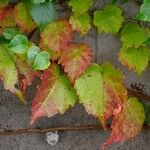 Parthenocissus tricuspidata Leaf