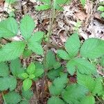 Rubus echinatus その他の提案
