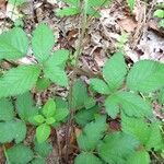 Rubus echinatus Arall