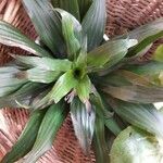 Dracaena fragrans Blad