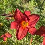 Hemerocallis minor Blüte