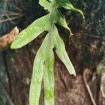 Pleopeltis pleopeltifolia Leaf