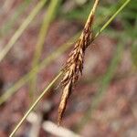 Carex chrysolepisKvět