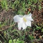 Gladiolus candidus Virág