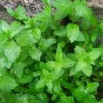 Mentha spicata Folha