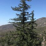 Pseudotsuga macrocarpa Yeri