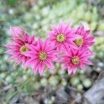 Sempervivum arachnoideum Blodyn