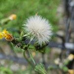 Sonchus oleraceus Плід