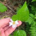 Clematis crispa Blad