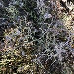 Limonium tuberculatum Hoja