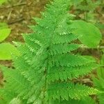 Dryopteris intermedia Hoja