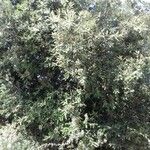 Quercus ilex অভ্যাস