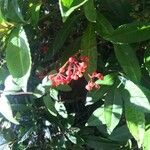 Ardisia crenataFruit