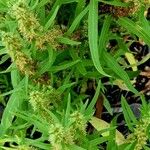 Rumex maritimus عادت