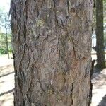 Pinus echinata Corteza