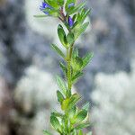 Veronica dillenii Habitus