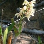 Dendrobium gracilicaule ᱵᱟᱦᱟ