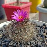 Mammillaria grahamii 葉