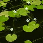 Nymphoides indica Flor