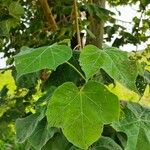 Sterculia setigera Leaf