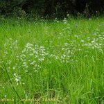 Asperula tinctoria 整株植物