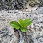 Rhamnus alpina Levél