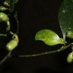 Clusia croatii Fruit