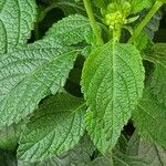 Lantana canescens Лист