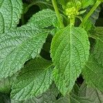 Lantana canescens Blad