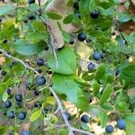 Vaccinium arboreum Fruit