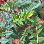 Melaleuca hypericifolia Blad