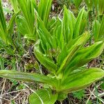 Gentiana punctata Liść