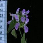 Dicliptera bupleuroides Άλλα