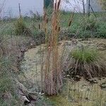 Typha angustifoliaBlad