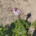 Cleome spinosa Flower