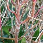 Cornus sericea Bark