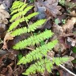 Dryopteris carthusiana Hoja