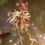 Scutellaria lateriflora Plod