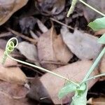 Passiflora subpeltata Sonstige