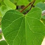 Bauhinia galpinii Blatt