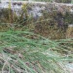 Festuca flavescens Hoja