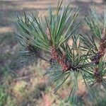 Pinus sylvestrisপাতা