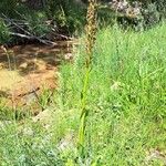 Dactylorhiza elata 整株植物