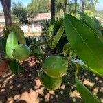 Garcinia gardneriana Fruit