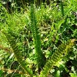 Polystichum lonchitis Buveinė