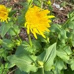 Doronicum plantagineum പുഷ്പം