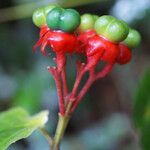 Clerodendrum buchananii Fruit