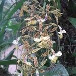 Epidendrum stamfordianum Blüte