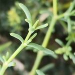 Gymnocarpos decander Hoja