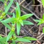 Hexasepalum teres Hoja